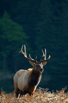 Roosevelt elk  in Redwood National Park, CA.
