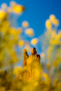 Rabbit Brush and sandstone towers in Valley of the Gods, Mexican Hat, Utah.