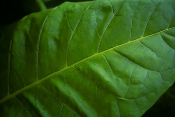 Naklejka na ściany i meble Green leaf nature abstract pattern background. Selective focus