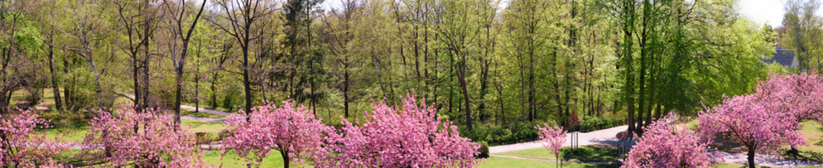 Banner, sakura around Fliegeberg hill in Liliental park, South Berlin. Pink sakura in front of regular trees with young fresh Spring green leaves. Panoramic banner image.