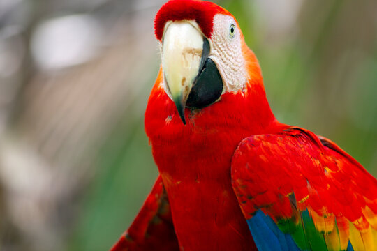 Scarlet macaw