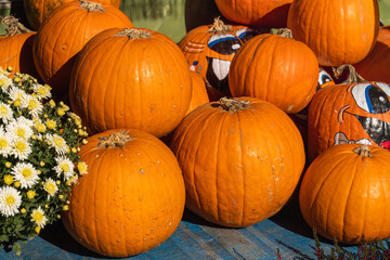 Round ripe orange pumpkins on the counter of a vegetable store in warm sunlight, autumn harvest and fertility concept, selective focus