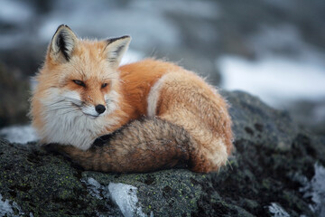 A red fox  on the summit of Mt. Washington.
