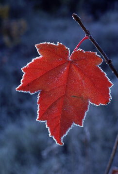 Frost in Baxter State Park, Maine, USA.