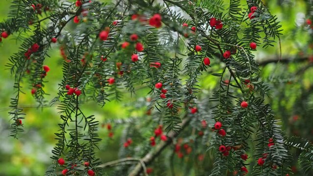 European English Common Yew Shrub with Ripe Red Berry Fruit Hanging from Green Branches