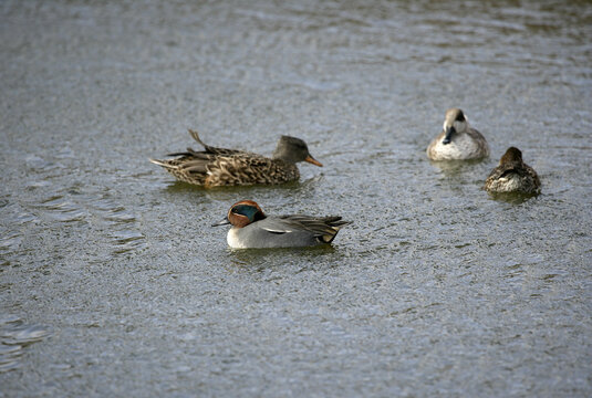 Eurasian Wigeon -Anas penelope, previously Mareca penelope-, Delta del Llobregat, Barcelona, Spain