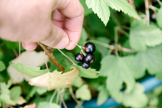 Hand of man picking berries,&Acirc;&nbsp;Tikhvin, Saint&Acirc;&nbsp;Petersburg, Russia