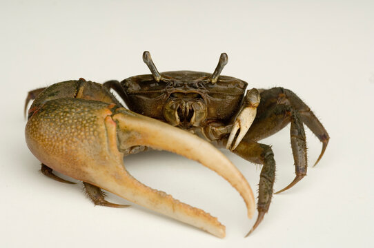 The Fiddler crab (Uca Pugnax)