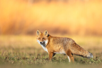 Fox Vulpes vulpes in autumn scenery, Poland Europe, animal walking among autumn meadow in blurred background	