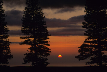 Pine trees silhouetted at sunset on island of Lanai, Hawaii.