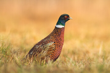 Common pheasant Phasianus colchius Ring-necked pheasant in natural habitat, blue background, grassland	