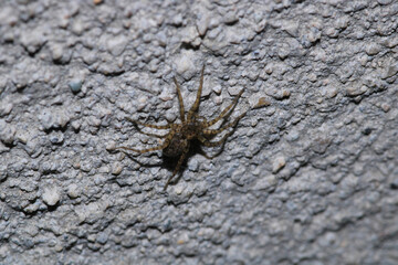 agelena labyrinthica spider macro photo