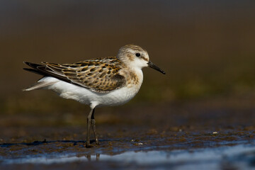 Bird Calidris minuta Little Stint small migratory bird, Poland Europe