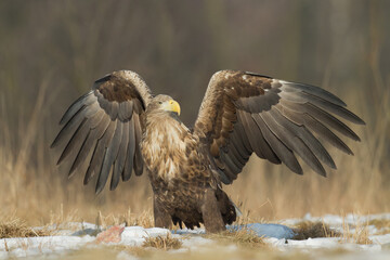 Majestic predator White-tailed eagle, Haliaeetus albicilla in Poland wild nature	