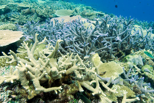 Corals at the home reef of Tokoriki Island, the northernmost island of the Mamanuca Islands Group, west of Nadi. Fiji.