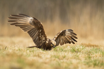 Flying Birds of prey Marsh harrier Circus aeruginosus, hunting time Poland Europe