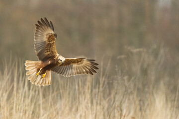 Flying Birds of prey Marsh harrier Circus aeruginosus, hunting time Poland Europe