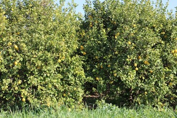 Fototapeta na wymiar lemon trees in the garden