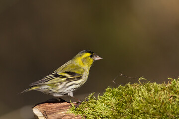 Bird Siskin Carduelis spinus male, small yellow bird, winter time in Poland Europe