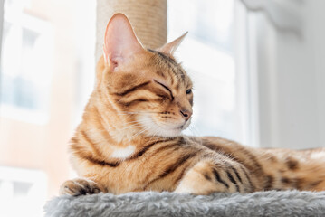 Adorable Bengal cat on a scratching post near the window.