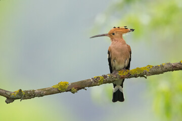 Bird Hoopoe Upupa epops, summer time in Poland Europe	