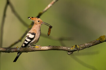 Bird Hoopoe Upupa epops, summer time in Poland Europe	