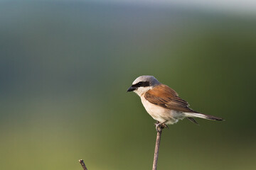 Bird - red-backed shrike Lanius collurio hunting time, male bird sitting on the branch, Poland Europe summer time