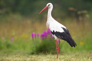 Bird White Stork Ciconia ciconia hunting time summer in Poland Europe	