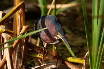 Green Heron hunting