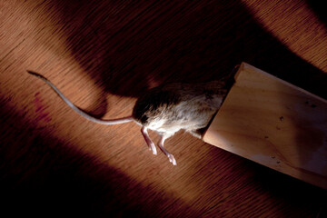 Detail of a dead mouse caught in a trap on November 26, 2009.