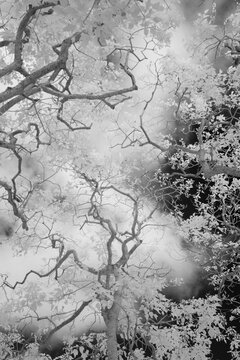 A low angle view of Candlenut (Aleurites moluccana) tree branches also known as the Kuku'i tree on Molokai, Hawaii. (Infrared)