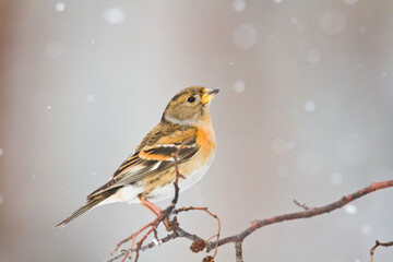 Bird Brambling ( Fringilla montifringilla ) on blurred background female	
