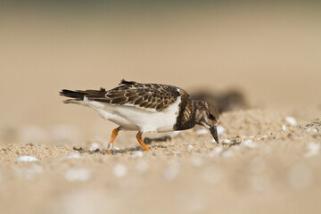 bird - Ruddy Turnstone migratory Arenaria interpres shorebird, migratory bird, Poland Europe Baltic Sea