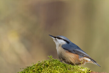 Bird Nuthatch Sitta europaea small bird in forest, Poland Europe