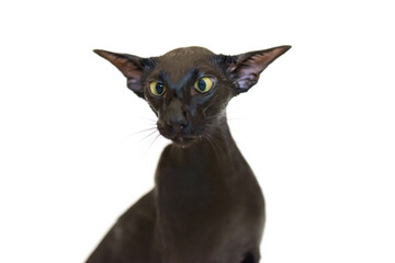 Black oriental funny cat