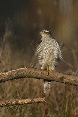 Birds of prey Sparrowhawk Accipiter nisus, hunting time bird sitting on the branch, Poland Europe	