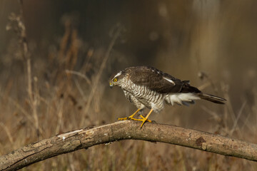 Birds of prey Sparrowhawk Accipiter nisus, hunting time bird sitting on the branch, Poland Europe	