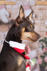 Brown Pinscher dog profile with red, white and black Christmas bandana