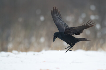 Bird Common Raven Corvus corax, dark style big black scary bird flying, Helloween	