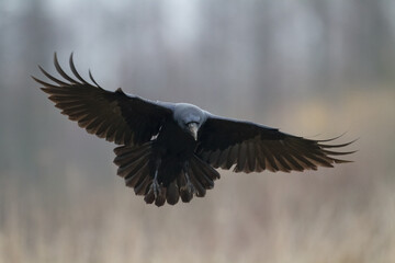 Bird Common Raven Corvus corax, dark style big black scary bird flying, Helloween	