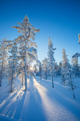Winter landscape in Pallas Yllastunturi National Park, Lapland, Finland