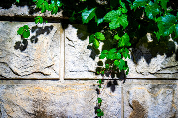 ivy on wall