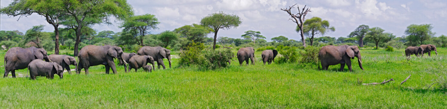 Elephant herd walking through fields in Tarangire National Park, Tanzania (panorama).