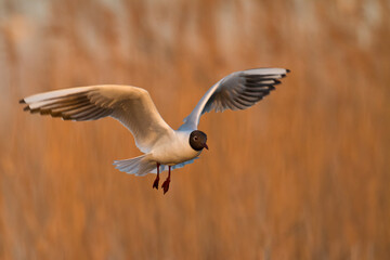 Bird black-headed gull Chroicocephalus ridibundus in flight spring time Poland, Europe