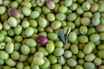 fresh green olives texture for background