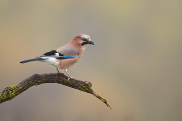 Bird Eurasian Jay Garrulus glandarius sitting on the branch Poland, Europe	