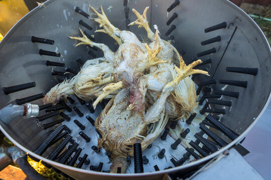 Dead chickens in metal container, Elk Hart Lake, Wisconsin, USA