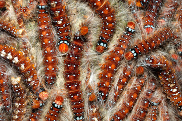 caterpillars in Garamba National Park