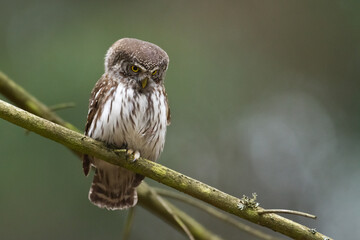 Pygmy owl Glaucidium passerinum little owl natural dark forest north parts of Poland Europe Knyszyn Primeval Forest	