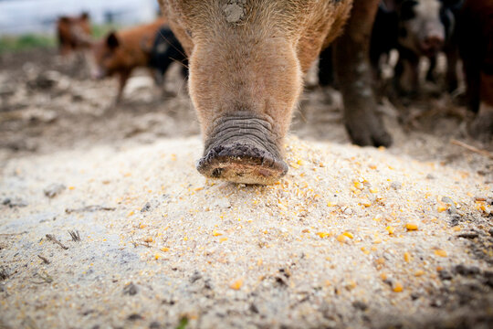 Detail of pig snout and feed on farm.